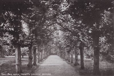 The Lime Walk，三一学院，牛津 作者 英国摄影师