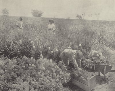松苹果 作者 英国摄影师