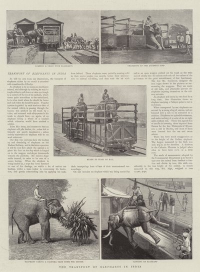 印度大象的运输 作者 English Photographer