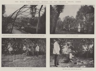 野禽季节，格兰奇诱饵上的场景，艾塞克斯 作者 英国摄影师