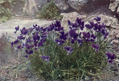 Viola Gracilis（彩色照片） 作者 英国摄影师