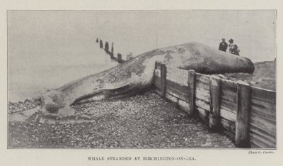 鲸鱼滞留在Birchington-on-Sea 作者 英国摄影师