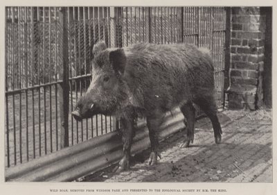 野猪，从温莎公园（Windsor Park）移走，由国王HM（HM the King）呈现给动物学会 作者 英国摄影师