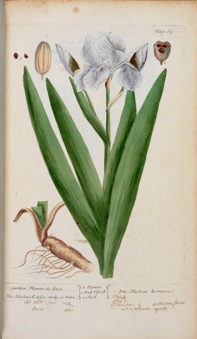 (花园）Flower-de-Luce。一朵鸢尾花，选自伊丽莎白-布莱克韦尔的《奇异的草本植物 作者 英语学校