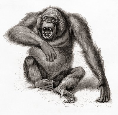婆罗洲猩猩，Pongo pygmaeus，也拼作 orang-utan、orangutang 或 orang-utang。摘自《迈尔斯词典》，1924 年出版（印刷版） 作者 英语学校