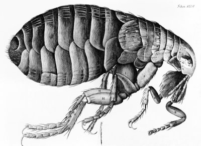 1665年Robert Hooke（1635-1703）的显微镜观察跳蚤 作者 英语学校