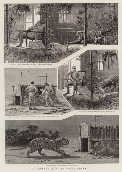 在上缅甸猎豹，我（版画） 作者 英语学校