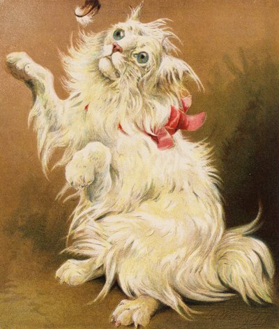 波斯猫（彩色石版画） 作者 英语学校