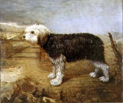一条牧羊犬，超越田野 作者 英语学校