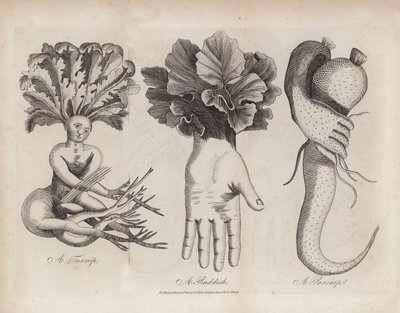 芜菁、萝卜、防风草（雕刻） 作者 英语学校
