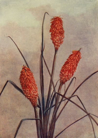 一朵绚丽的火炬花，Kniphofia Corallina Superba（彩色石版画） 作者 英语学校