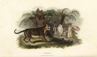 一只老虎，Panthera tigris，被一个挥舞着雨伞的英国女人吓跑了 作者 英语学校