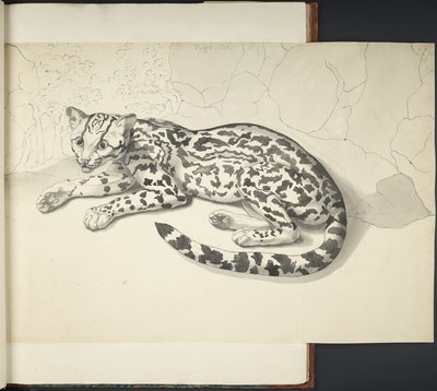 添加 MS 11807 f.9 Tyger Cat，选自 "用印度墨水和铅笔绘制的各种动物和鸟类的大尺幅素描"（印度墨水，纸面）。 作者 英语学校