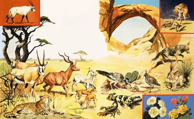 各种各样的沙漠生物 作者 英语学校