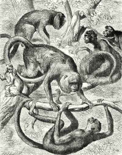 美洲猴（雕刻） 作者 英语学校