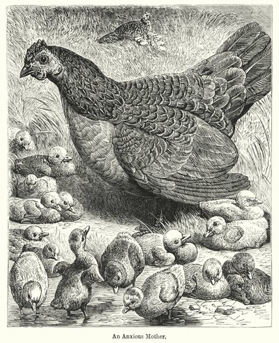 An Anxious Mother (engraving) 作者 英语学校