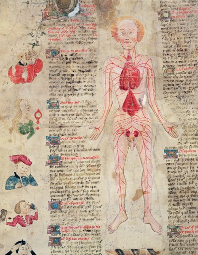 解剖图，来自De Arte phisicali e de cirugia，John Arderne，1412 作者 英语学校