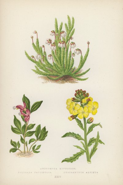 Andromeda hypnoides；Polygala Paucifolia；Cheiranthus Alpinus（彩色石版画） 作者 英语学校
