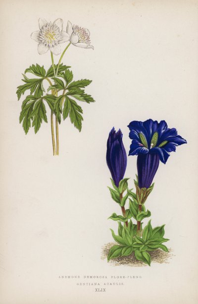海葵花丛； Geniiana Acaulis（彩色石版画） 作者 英语学校