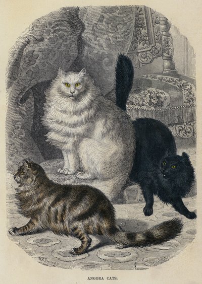 安哥拉猫（彩色雕刻） 作者 英语学校