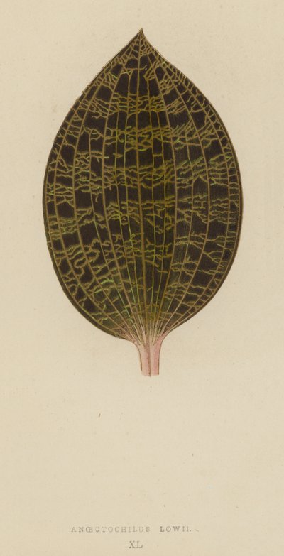 金线莲（Anoectochilus Lowii） 作者 英语学校