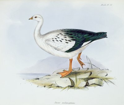 Anser Melanopterus，来自HMS Beagle 1832-36航行动物学，Charles Darwin（1809-92），1840年 作者 英语学校