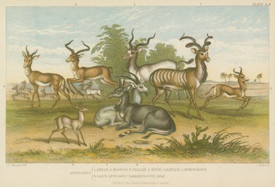 Antelopes (coloured engraving) 作者 英语学校