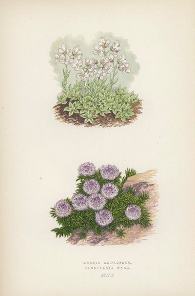 Arabis Androsace; Globularia Nana (color litho) 作者 英语学校