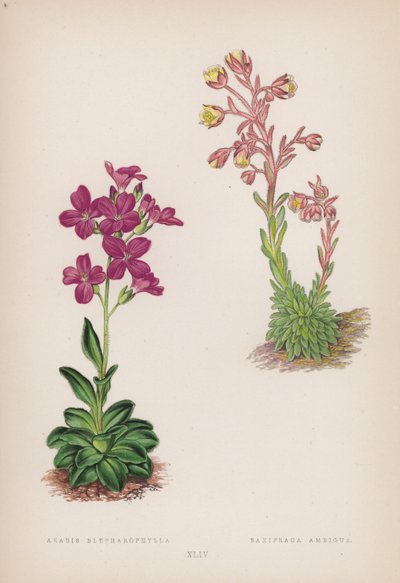 白叶阿拉伯树； Saxifraga Ambigua（彩色石版画） 作者 英语学校