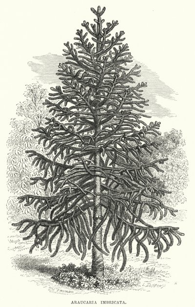 天竺葵(Araucaria Imbricata)（雕刻）。 作者 英语学校