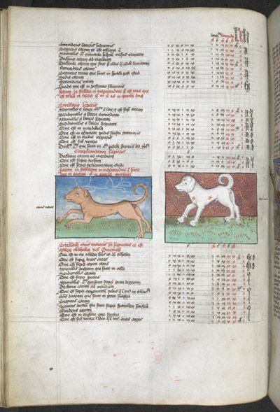 Arundel MS 66 f.44v Canis maior 和 Canis minor 被描绘成狗，"摘自托勒密《天文学大成》的星表...... "占星汇编和政治预言 作者 英语学校