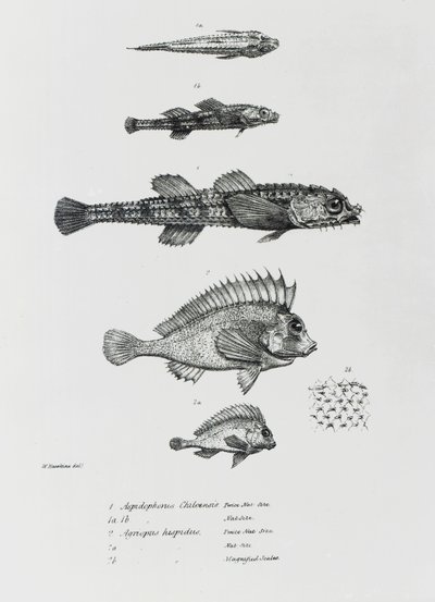 Aspidophorus Chiloensis和Agriopus Hispidus，来自查尔斯·达尔文的“HMS Beagle航行动物学，1832-36”中的第7页 作者 英语学校