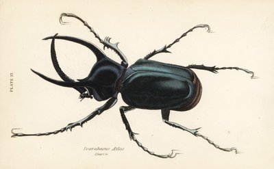 Atlas beetle, Chalcosoma atlas (Scarabaeus atlas) 作者 英语学校