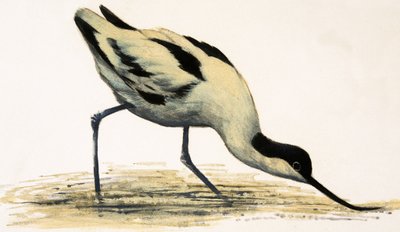 Avocet 作者 英语学校
