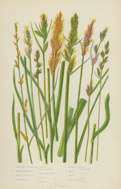 腋丛生薹草、布宁豪森薹草、大恐慌薹草、悖论薹草（彩色石版画） 作者 英语学校