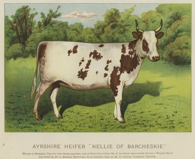 艾尔莎小母牛 "Barcheskie的Nellie"（彩色平版印刷）。 作者 英语学校