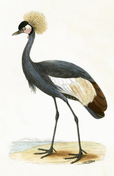 巴利阿里鹤，查尔斯·罗伯特·布里（1811-86）于1867年出版的“不列颠群岛未观察到的欧洲鸟类历史”中的插图 作者 英语学校