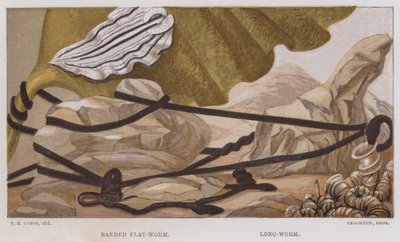 带状扁平虫、长虫（彩色石版画） 作者 英语学校