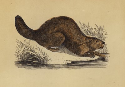 海狸（彩色石版画） 作者 英语学校