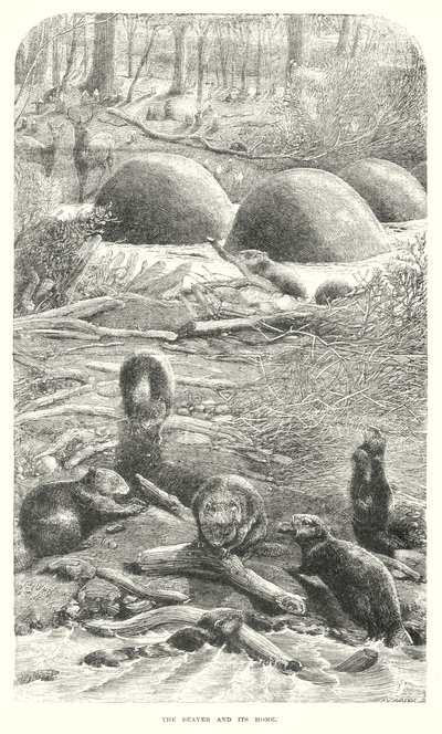 海狸（雕刻） 作者 英语学校