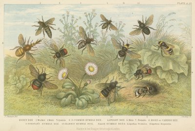 蜜蜂（彩色雕刻） 作者 英语学校