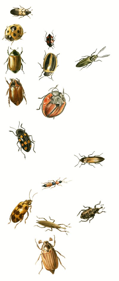 甲虫 作者 英语学校