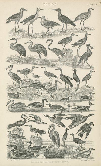 Birds (engraving) 作者 英语学校