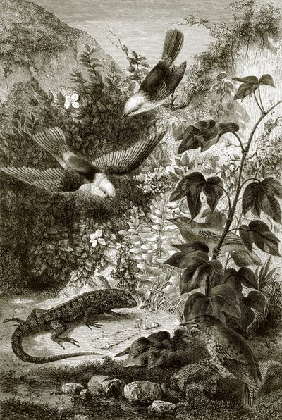 鸟类，爬行动物和植被 作者 英语学校