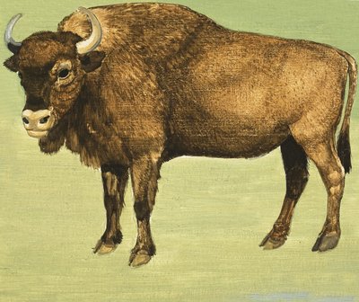 野牛或美国水牛城 作者 英语学校