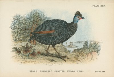 Black-Collared Crested Guinea-Fowl 作者 英语学校