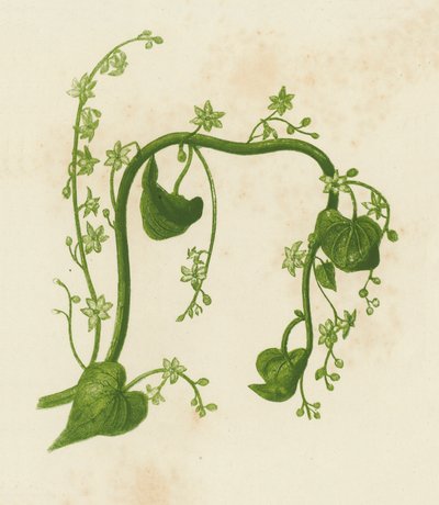 黑苦木，Tamus Communis（彩色石版画） 作者 英语学校