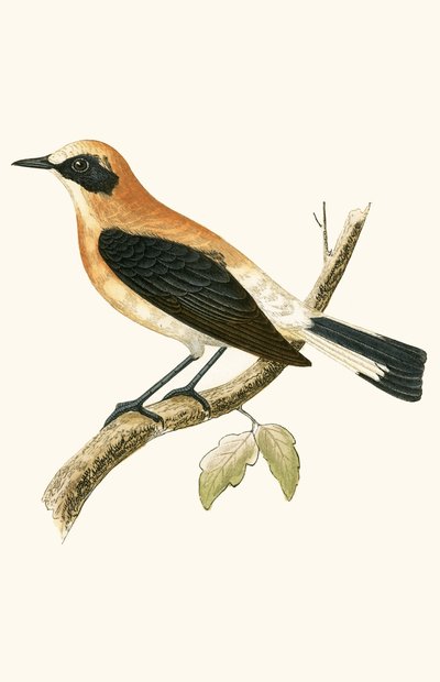 Black Eared Wheatear，来自&39;不列颠群岛未观察到的欧洲鸟类历史&39;的插图作者：Charles Robert Bree（1811-86），1867年出版（彩色光刻） 作者 英语学校