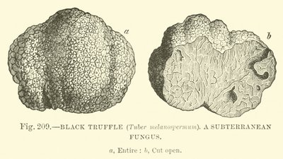 黑松露（块茎melanospermum）;地下真菌 作者 英语学校