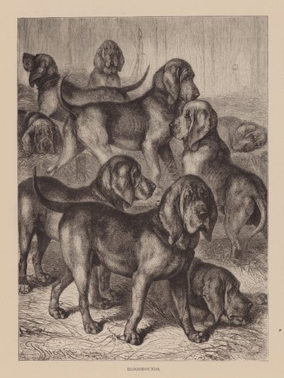 猎犬（雕刻） 作者 英语学校